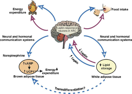 This image has an empty alt attribute; its file name is image-250.png